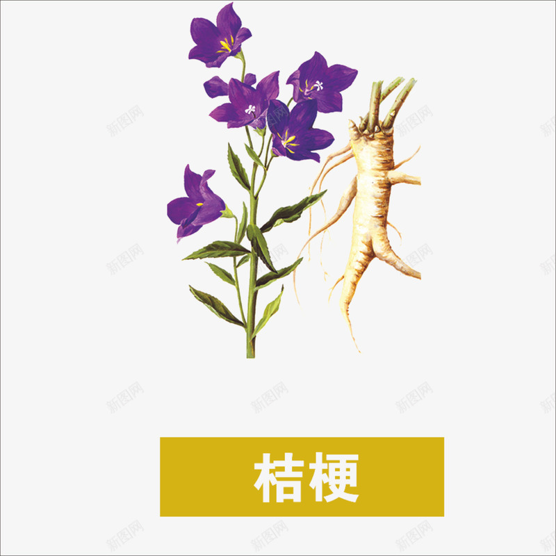 草药png免抠素材_88icon https://88icon.com 中药 桔梗 药材