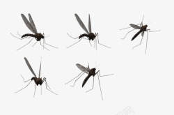 吸血的蚊子蚊子高清图片