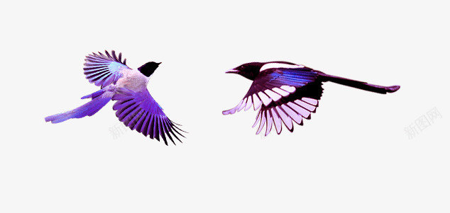两只喜鹊png免抠素材_88icon https://88icon.com 两只 紫色 喜鹊 鸟类 鹊桥 七月七 七夕素材