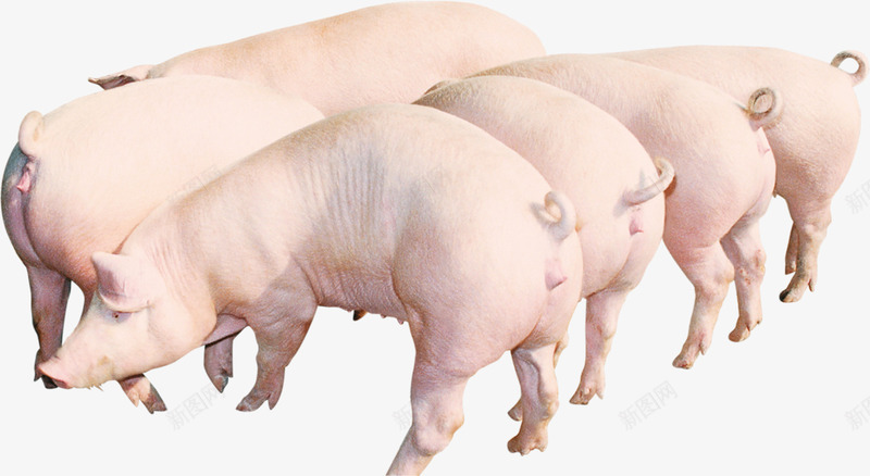 年末猪肉促销白色农家土猪宣传单png设计背景_88icon https://88icon.com 农家土猪 猪肉 猪肉打折 猪饲料打折 白色家猪