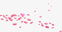 铺满地方粉色花瓣中秋素材