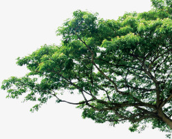 绿松树树高清图片