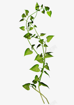 植物叶子清新素材
