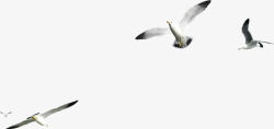 海鸟海鸥海鸟飞呀飞高清图片