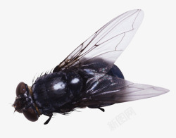 整蛊素材苍蝇动物昆虫高清图片