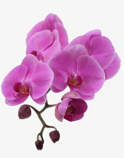 漂亮的花枝紫色兰花高清图片