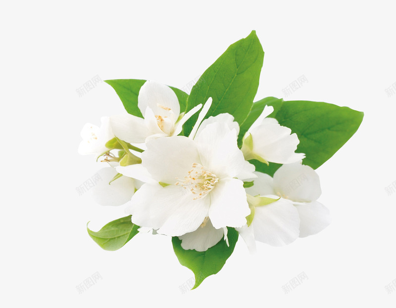 夏日植物绿叶白花png免抠素材_88icon https://88icon.com 夏日 植物 白花 绿叶