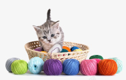灰猫彩色竹篮里的猫咪线球高清图片