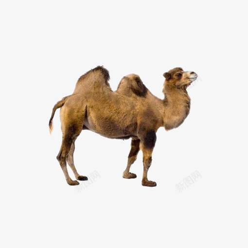 沙漠骆驼png免抠素材_88icon https://88icon.com PPT 创意 动物 双峰驼 沙漠 骆驼 骆驼免扣PNG 骆驼科生物 骆驼装饰