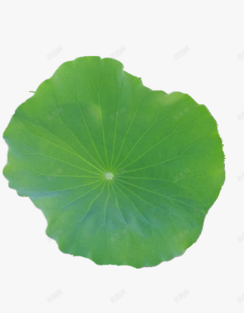 荷叶一片png免抠素材_88icon https://88icon.com 竹子荷花荷叶满池塘 荷叶 荷花 莲叶 莲叶纹理 莲花