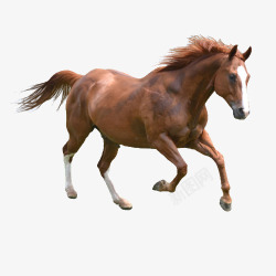 马奔跑黑白相间的马高清图片