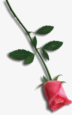 漫画花束一朵美丽的玫瑰花高清图片