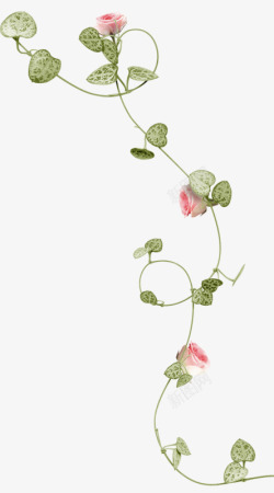 粉色藤蔓粉色玫瑰藤蔓植物高清图片
