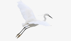 展翅飞翔的鸟飞翔的白鹭高清图片
