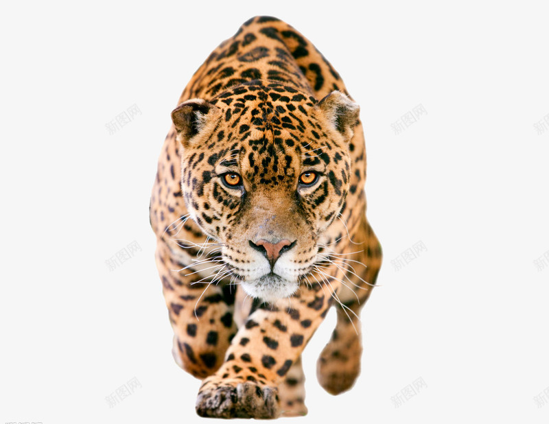 威严的豹子png免抠素材_88icon https://88icon.com 凶猛 动物 正面 猎豹 猎豹头 猛兽 花豹 豹 豹头 豹子 野生动物