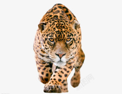 豹头黑威严的豹子高清图片