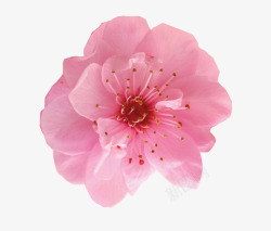 单朵粉红色桃花俯视细节高清图片