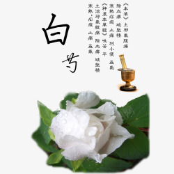 白芍花免费素材