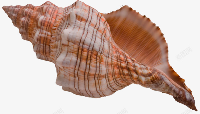 实物深色海螺png免抠素材_88icon https://88icon.com 一个海螺 平面 海螺 深色海螺 艺术作品 贝壳