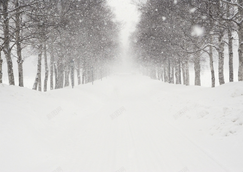 冬季雪后树林风景png免抠素材_88icon https://88icon.com 冬季 树林 雪树  积雪 雪后 白色 风景