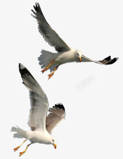 飞翔的海鸥飞翔的海鸥高清图片