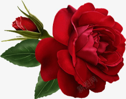 嫩绿色植物花卉一朵红色玫瑰花高清图片