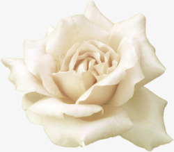 一朵开放的白色玫瑰花素材