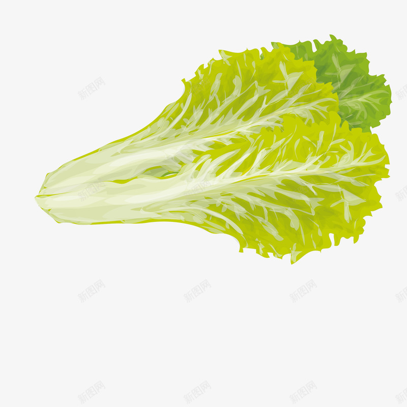 一棵新鲜的大白菜png免抠素材_88icon https://88icon.com 叶子 手绘图 桔梗 白菜 白菜叶 白菜帮 蔬菜