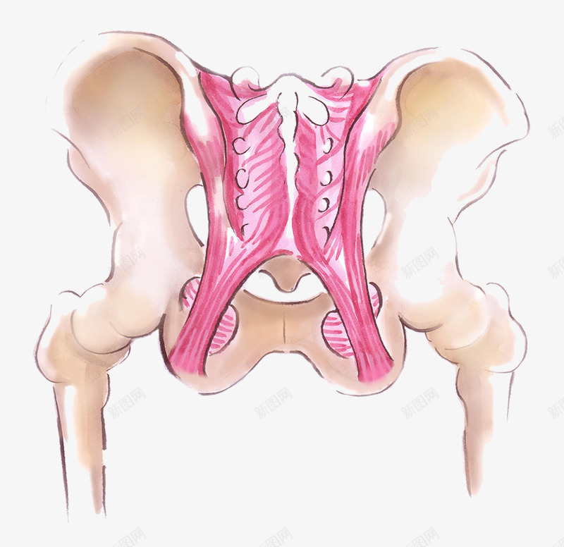 手绘骨盆肌肉插图png免抠素材_88icon https://88icon.com 关节 医学 尾骨 手绘骨盆与肌肉 骨 骨头 骨盆 髋骨