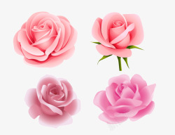 精美花朵玫瑰免费高清图片
