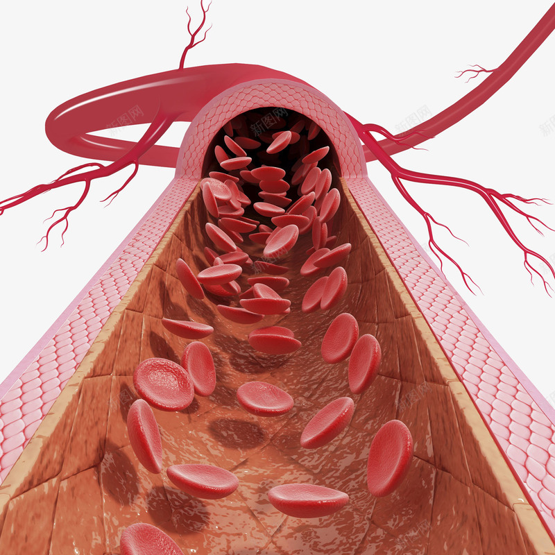 心动脉血管医学插画png免抠素材_88icon https://88icon.com 人体器官 健康 医疗 卫生保健 心动脉血管医学插画 血液循环