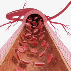 动脉心动脉血管医学插画高清图片