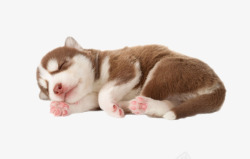 人类朋友灰白色可爱躺着的哈奇士狗实物动高清图片