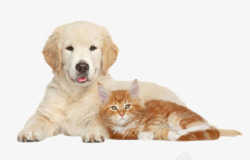 病毒生物图片素材下载白色可爱小狗小猫动物高清图片