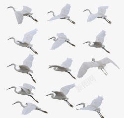 白鹤飞翔翱翔天空的白鹤高清图片