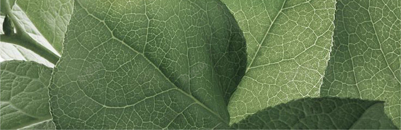 叶脉叶子png免抠素材_88icon https://88icon.com 叶环 叶脉 绿叶