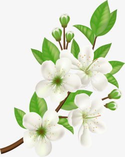 白色樱花枝手绘白色花朵高清图片