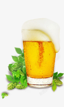 创意青岛啤酒酒杯绿麦芽和啤酒高清图片