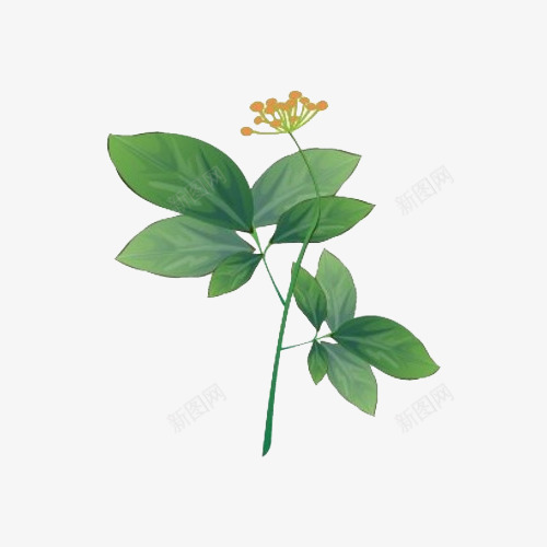 卡通手绘中草药png免抠素材_88icon https://88icon.com 中医标志 中草药 中药保健 中药养生 中药材 中药药店 免抠 卡通插画