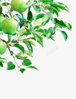 苹果树卡通手绘绿色叶子图高清图片