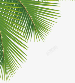 矢量椰树叶子椰树叶子高清图片