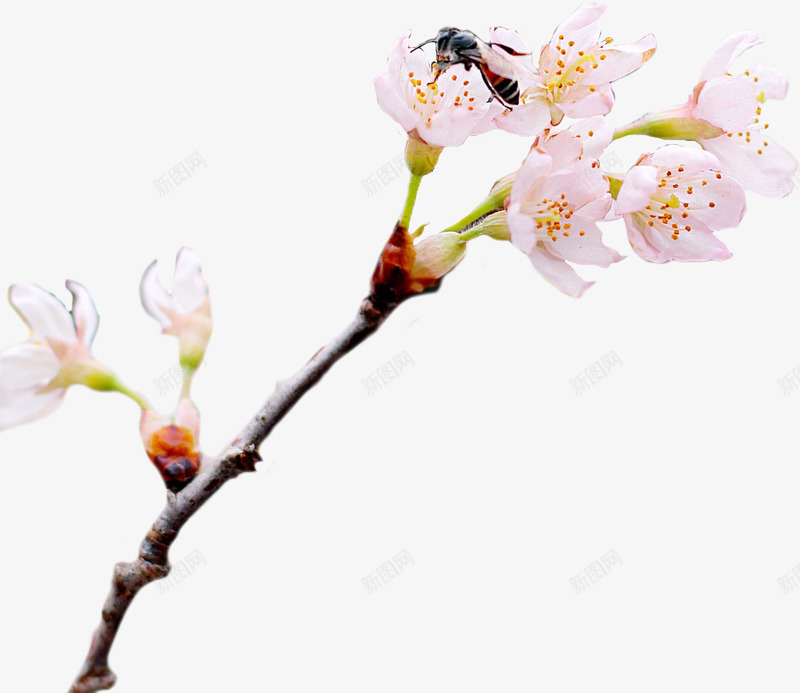 一枝樱花和蜜蜂psd免抠素材_88icon https://88icon.com 动物 春天 植物 樱花 蜜蜂