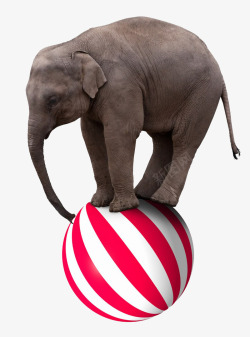 PPT马戏团踩在球上的大象素材