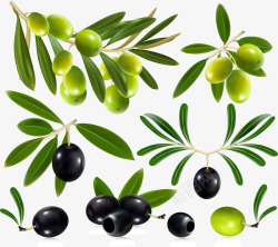 几种几种不同姿态的橄榄矢量图高清图片
