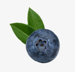 笃斯实物蓝色带叶子野生蓝莓高清图片