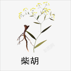 彩色版柴胡高清图片