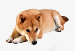 棕色的柴犬柴犬高清图片