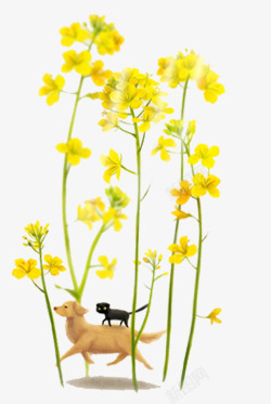 春季黄色装饰油菜花素材
