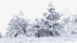 雪花覆盖的树林大雪高清图片