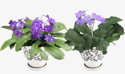 紫色花卉装饰盆栽素材